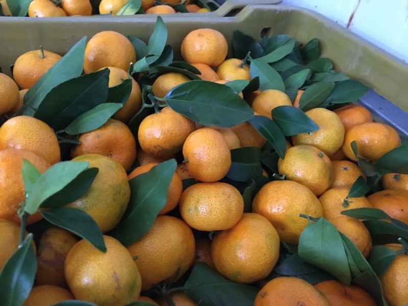 八月柑桔🍊以成熟上市