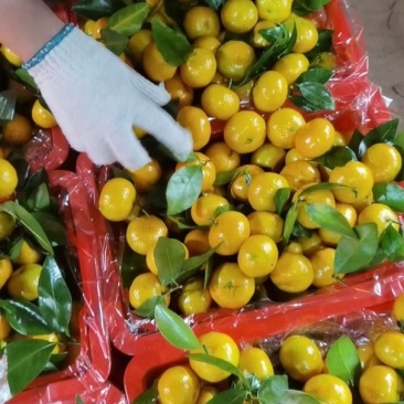 八月柑桔🍊以成熟上市