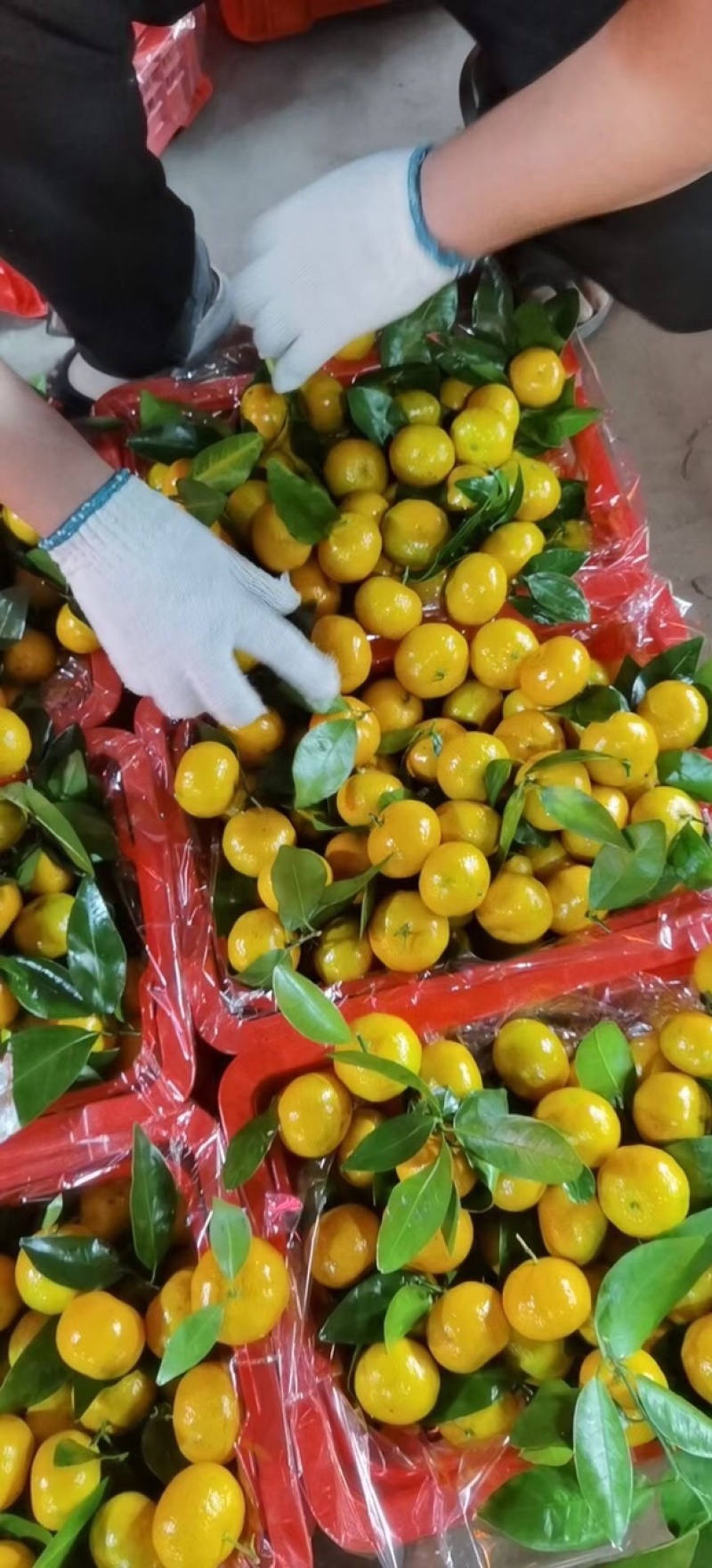 八月柑桔🍊以成熟上市