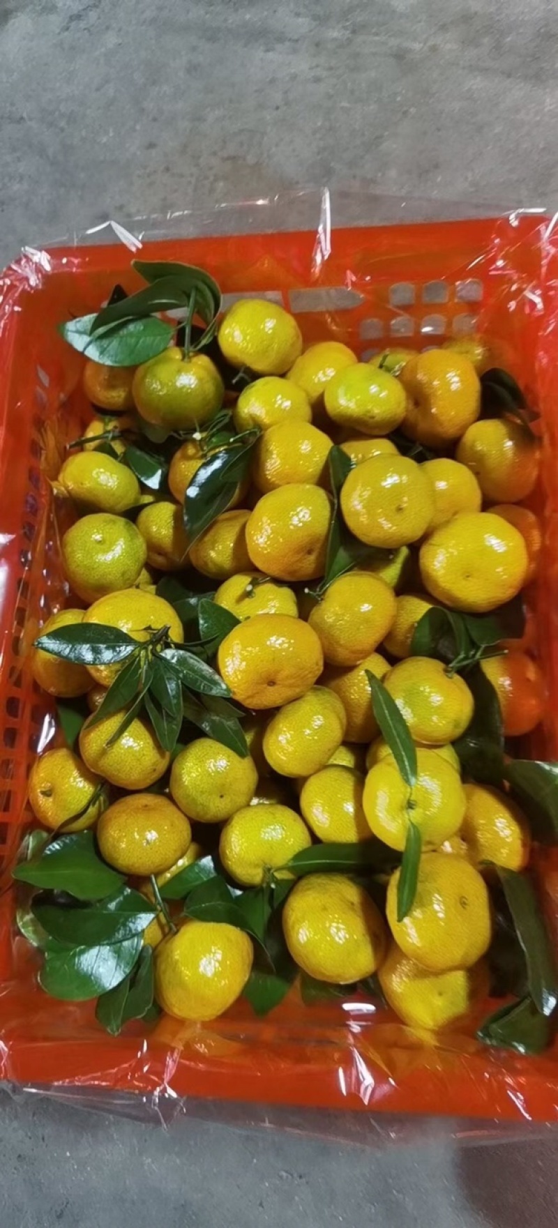 八月柑桔🍊以成熟上市