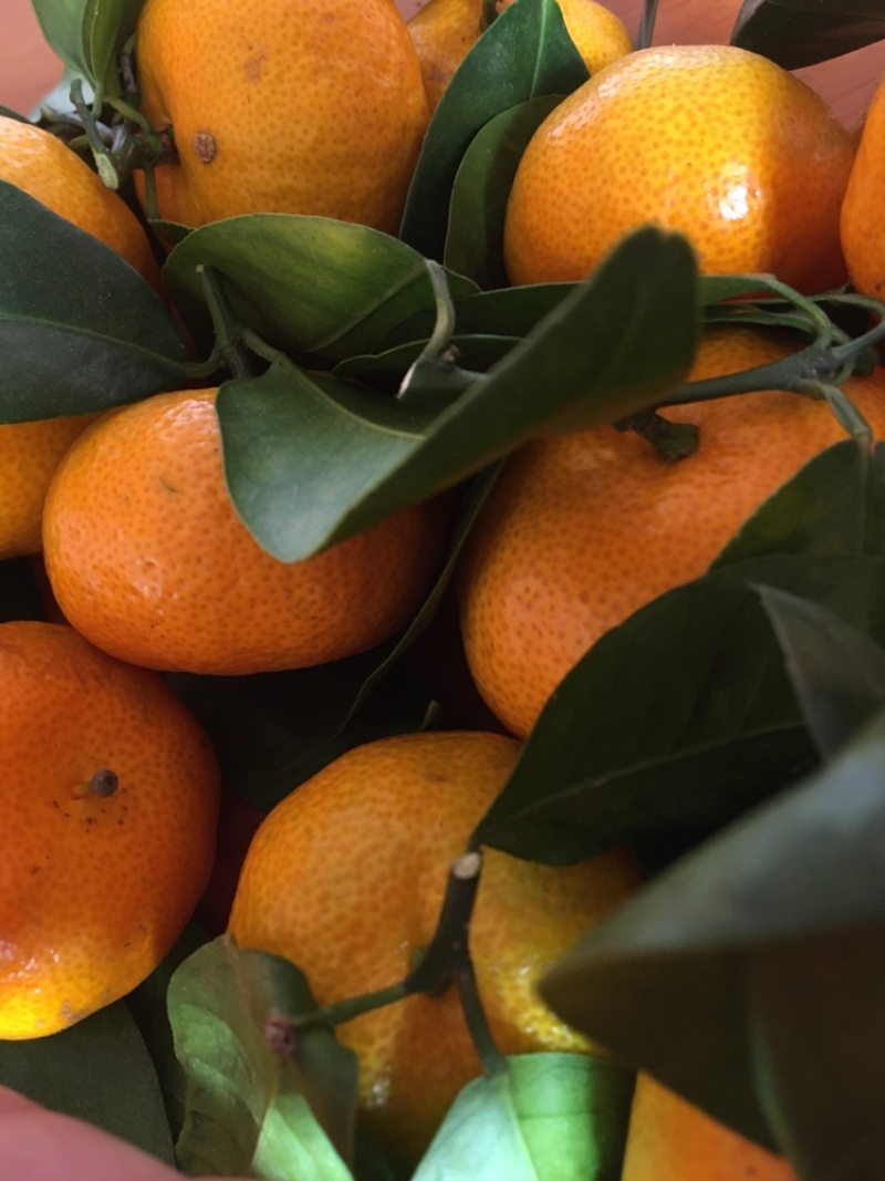 八月柑桔🍊以成熟上市