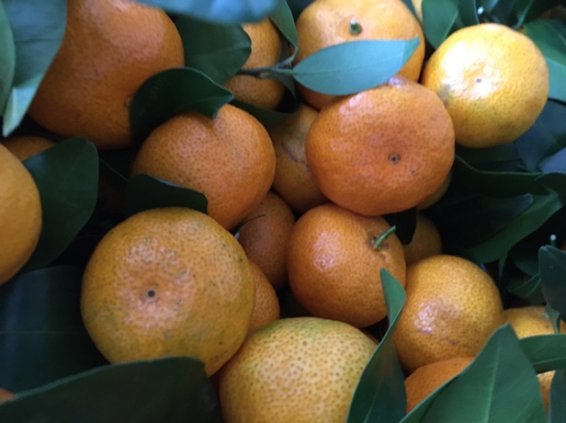 八月柑桔🍊以成熟上市