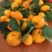 八月柑桔🍊以成熟上市