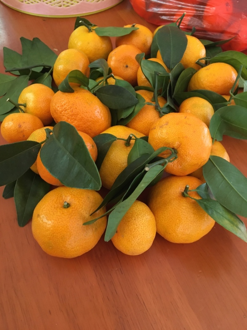 八月柑桔🍊以成熟上市