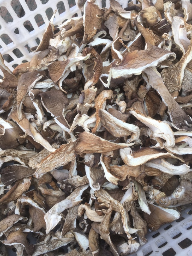 产地园区直供杏鲍菇大中小干片颜色好煲汤佳品