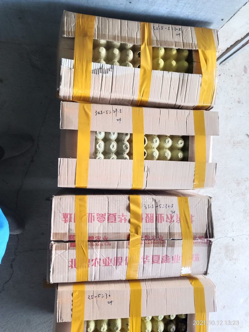 [好货推荐]正宗农家散养土鸡蛋当天现捡品质保证