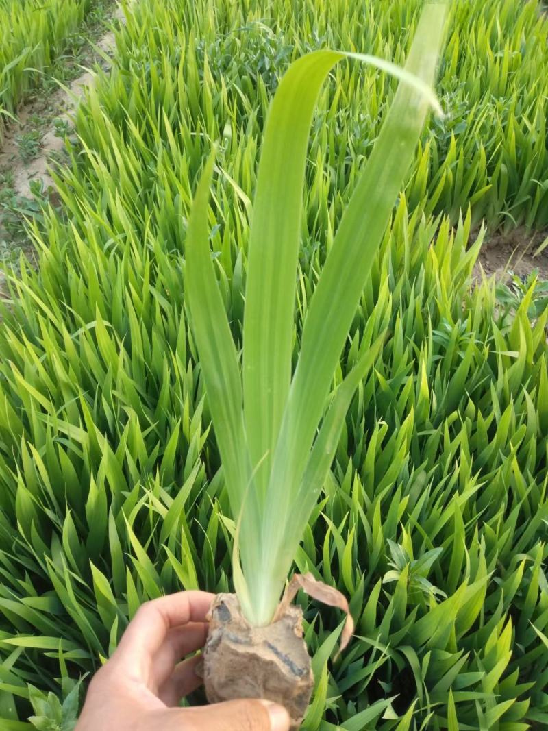 河南鄢陵、蓝花鸢尾、扁竹、黄花鸢尾、万亩批发零售基地