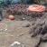 五叶地锦、爬山虎河南鄢陵万亩基地