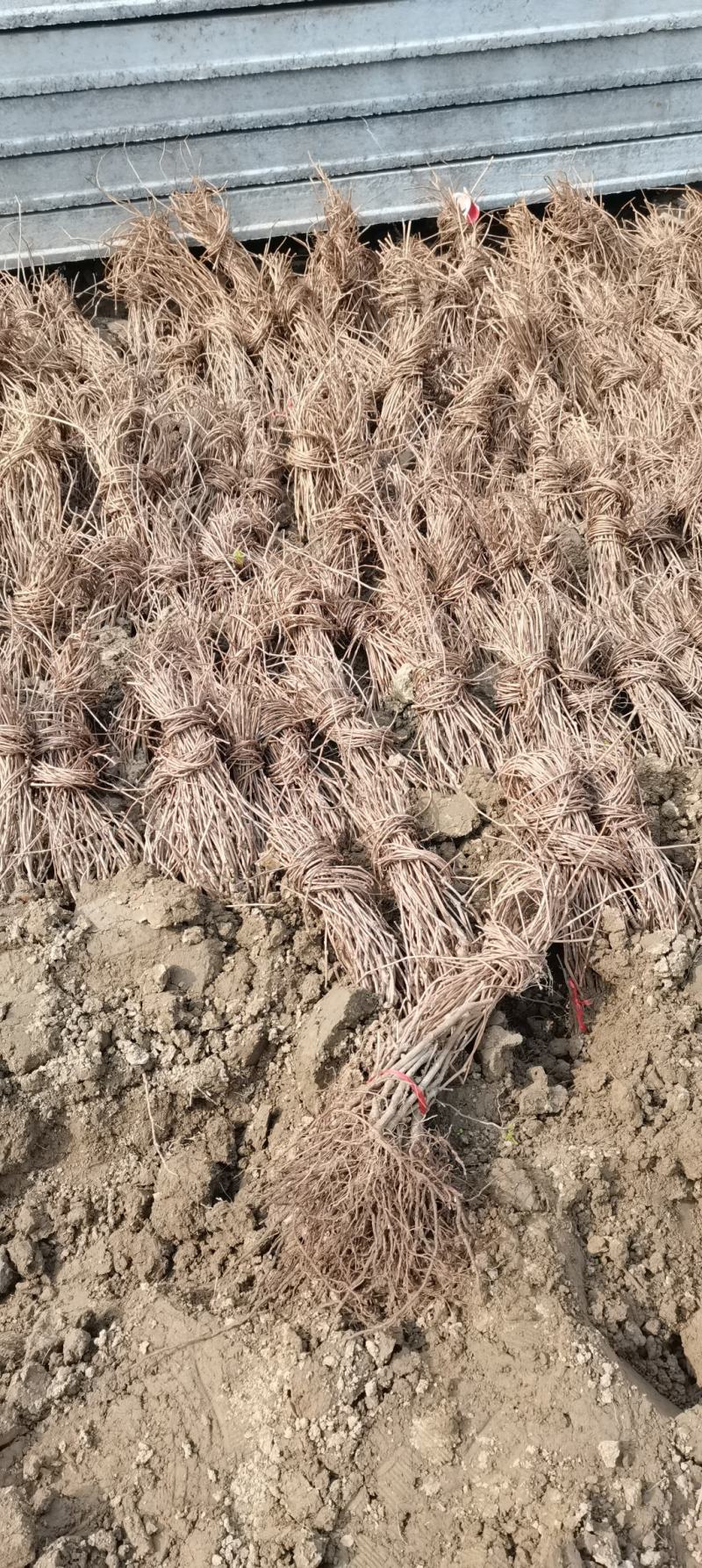 五叶地锦、爬山虎河南鄢陵万亩基地