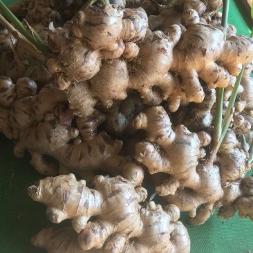 高山生姜大肉姜大黄姜嫩姜