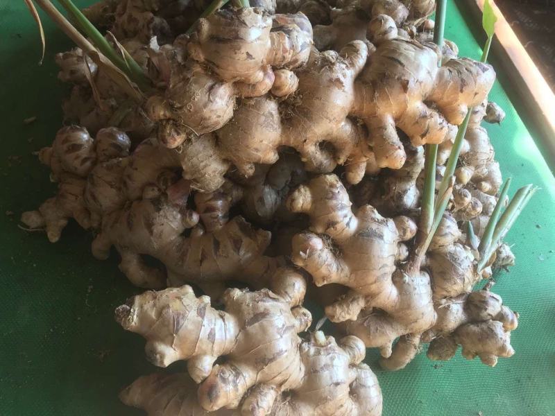 高山生姜大肉姜大黄姜嫩姜