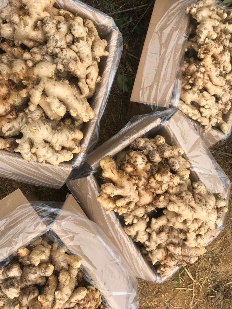 高山生姜大肉姜大黄姜嫩姜