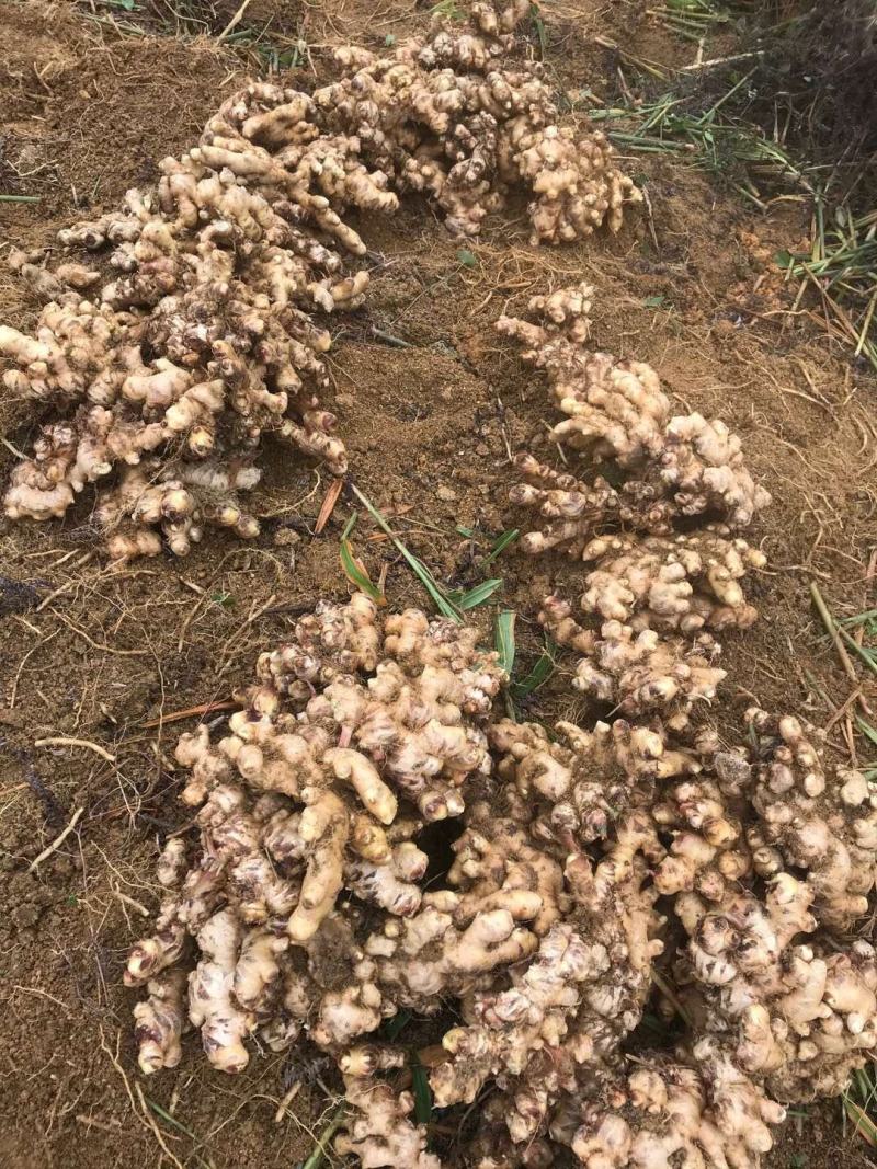 高山生姜大肉姜大黄姜嫩姜