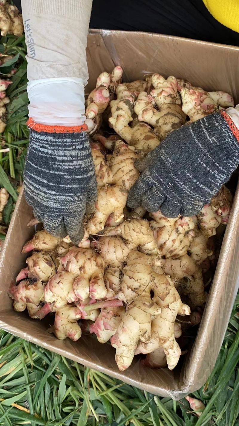 高山生姜大肉姜大黄姜嫩姜