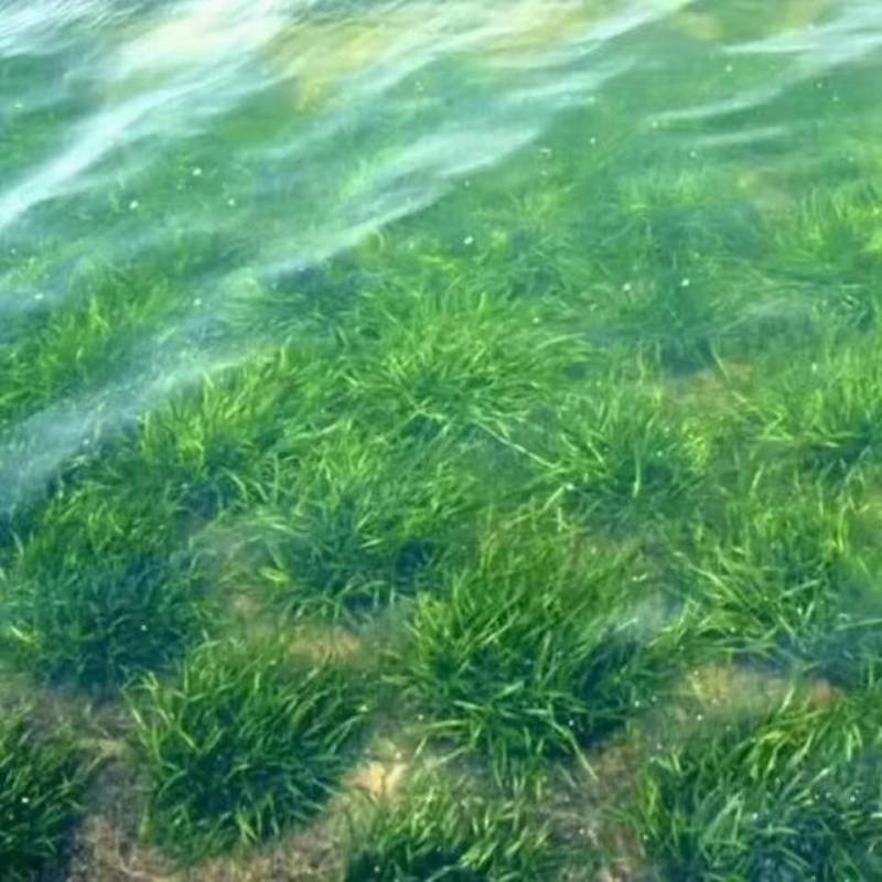 大量供应凤眼兰，大量供应水葫芦各种水生植物