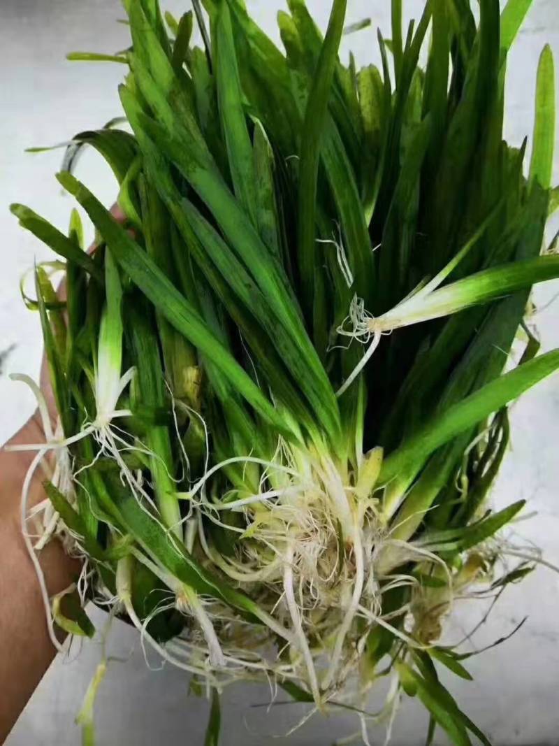 大量供应凤眼兰，大量供应水葫芦各种水生植物