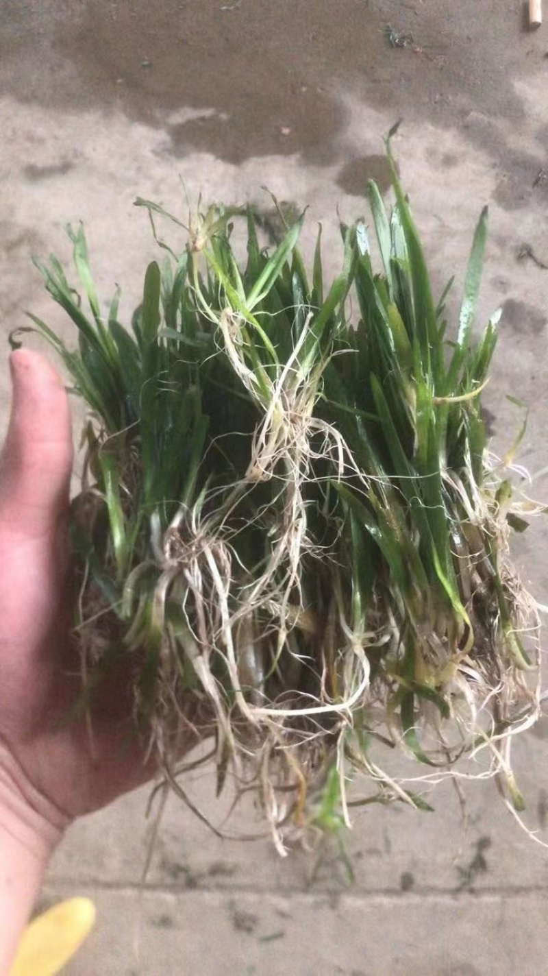 四季苦草，矮生苦草，水质净化，养蟹专业用草