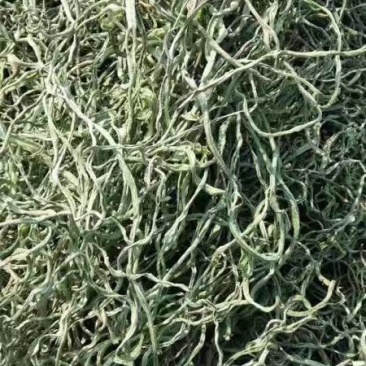 【荐】豆角丝质量保证全国发货量大从优欢迎联系