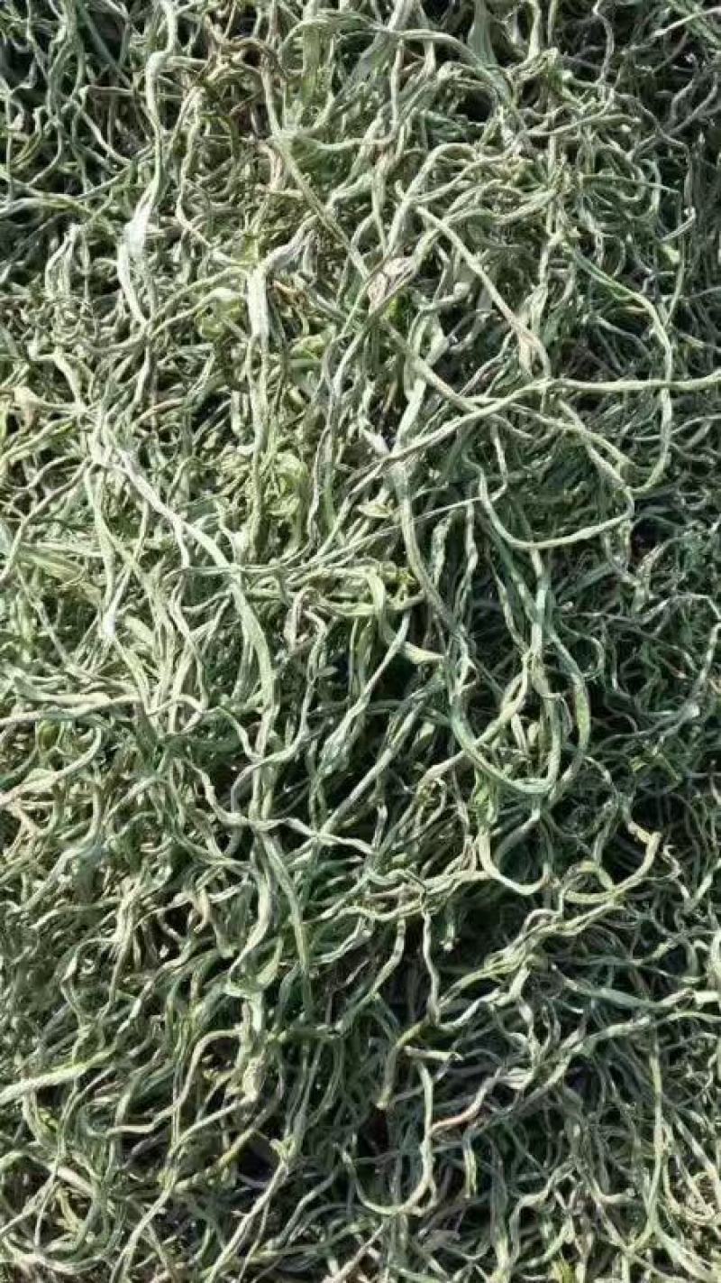 【荐】豆角丝质量保证全国发货量大从优欢迎联系