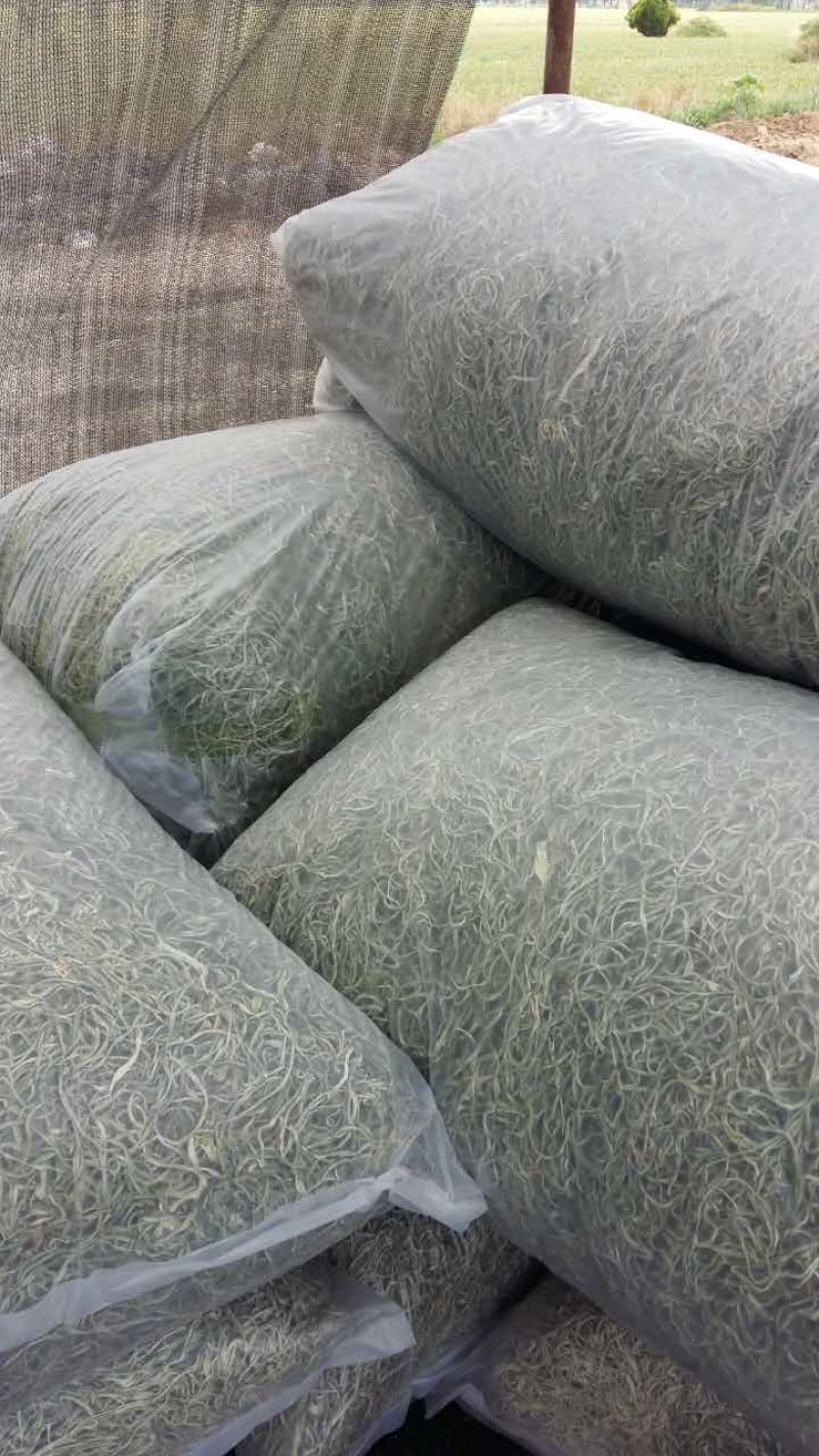 【荐】豆角丝质量保证全国发货量大从优欢迎联系