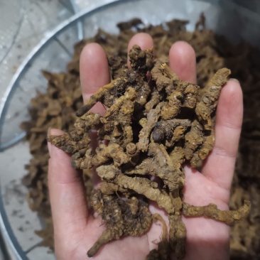【诺一药材】黄连川黄连精品药材可视频看货