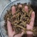 【诺一药材】黄连川黄连精品药材可视频看货
