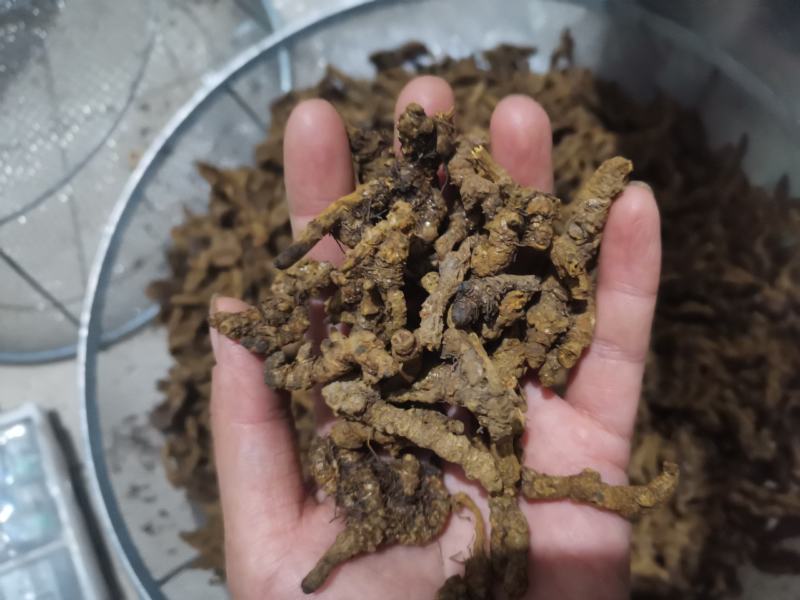 【诺一药材】黄连川黄连精品药材可视频看货