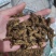 【诺一药材】黄连川黄连精品药材可视频看货