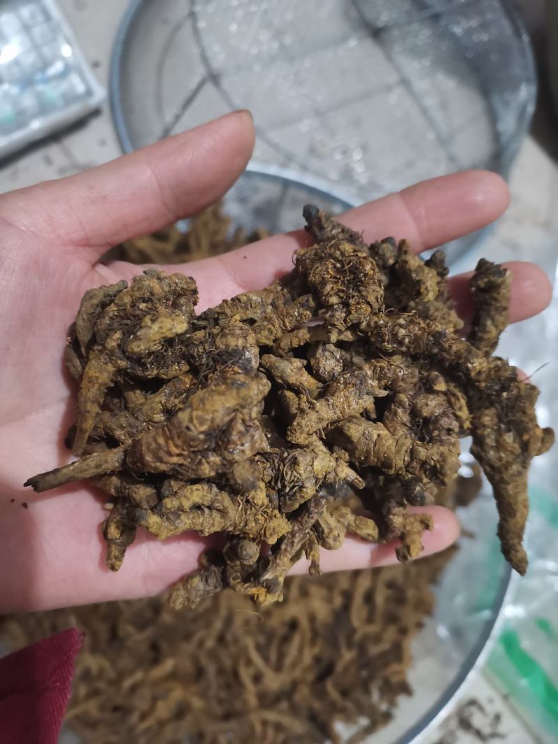 【诺一药材】黄连川黄连精品药材可视频看货