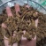 【诺一药材】黄连川黄连精品药材可视频看货