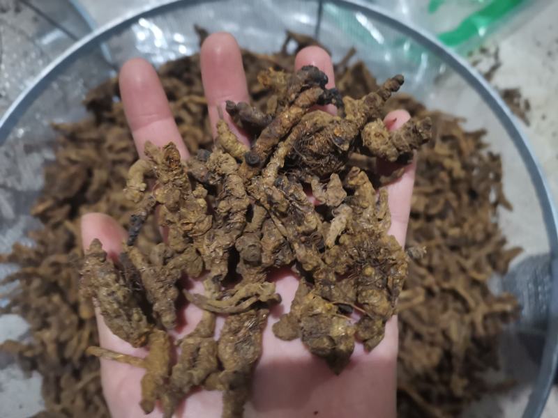 【诺一药材】黄连川黄连精品药材可视频看货