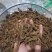 【诺一药材】黄连川黄连精品药材可视频看货