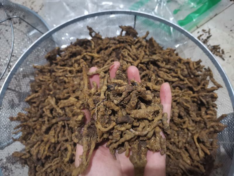 【诺一药材】黄连川黄连精品药材可视频看货
