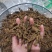 【诺一药材】黄连川黄连精品药材可视频看货