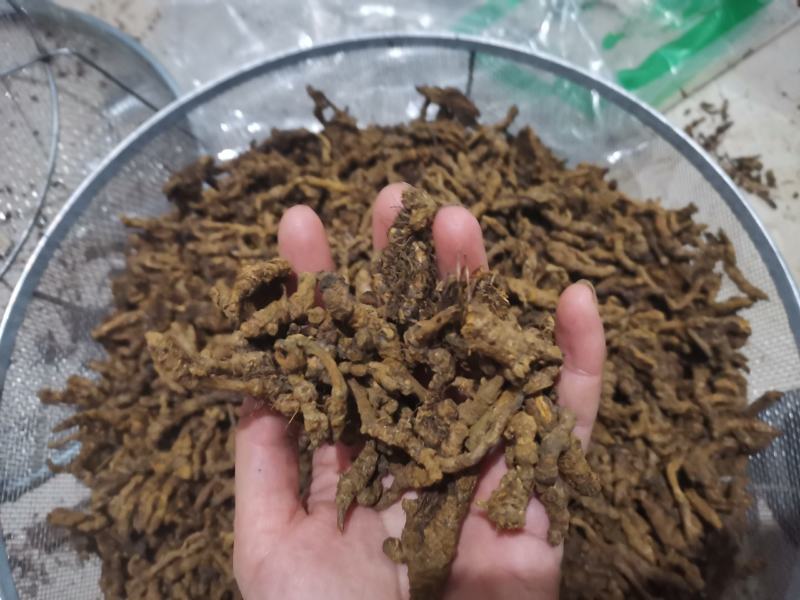 【诺一药材】黄连川黄连精品药材可视频看货