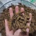 【诺一药材】黄连川黄连精品药材可视频看货