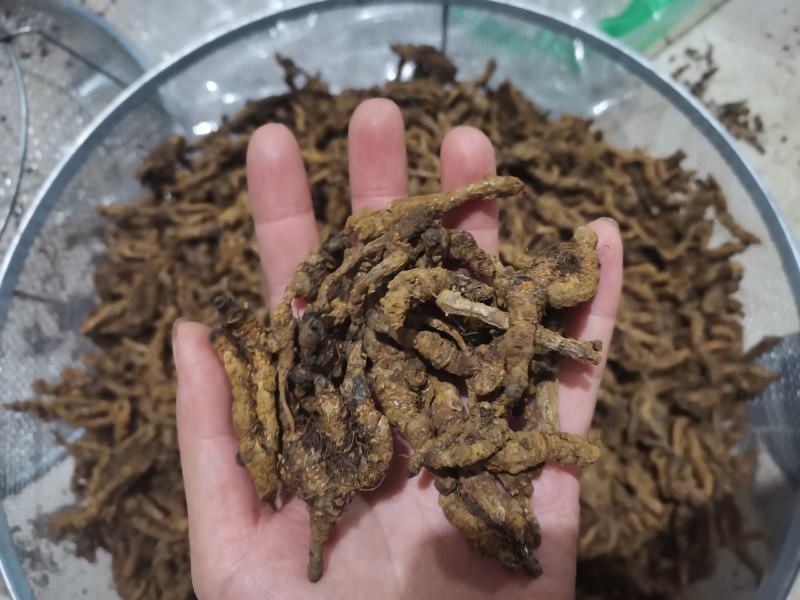 【诺一药材】黄连川黄连精品药材可视频看货
