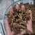 【诺一药材】黄连川黄连精品药材可视频看货