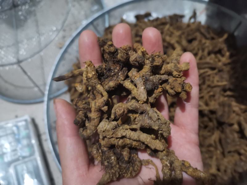 【诺一药材】黄连川黄连精品药材可视频看货