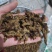【诺一药材】黄连川黄连精品药材可视频看货