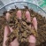 【诺一药材】黄连川黄连精品药材可视频看货