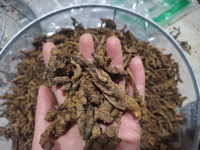 【诺一药材】黄连川黄连精品药材可视频看货
