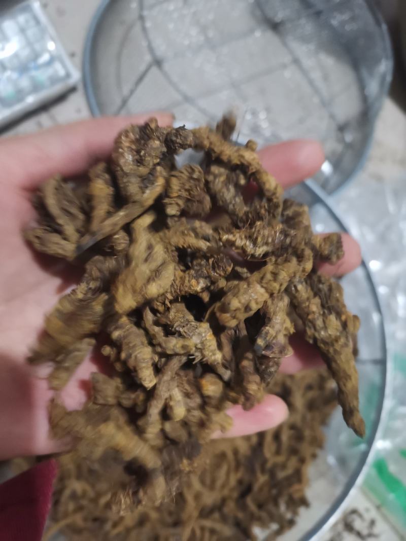 【诺一药材】黄连川黄连精品药材可视频看货