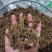 【诺一药材】黄连川黄连精品药材可视频看货
