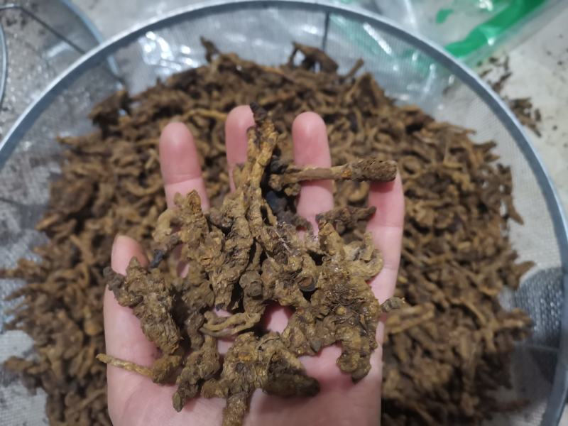 【诺一药材】黄连川黄连精品药材可视频看货