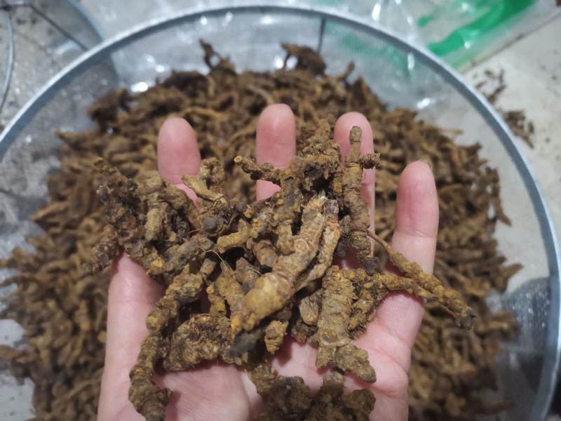 【诺一药材】黄连川黄连精品药材可视频看货