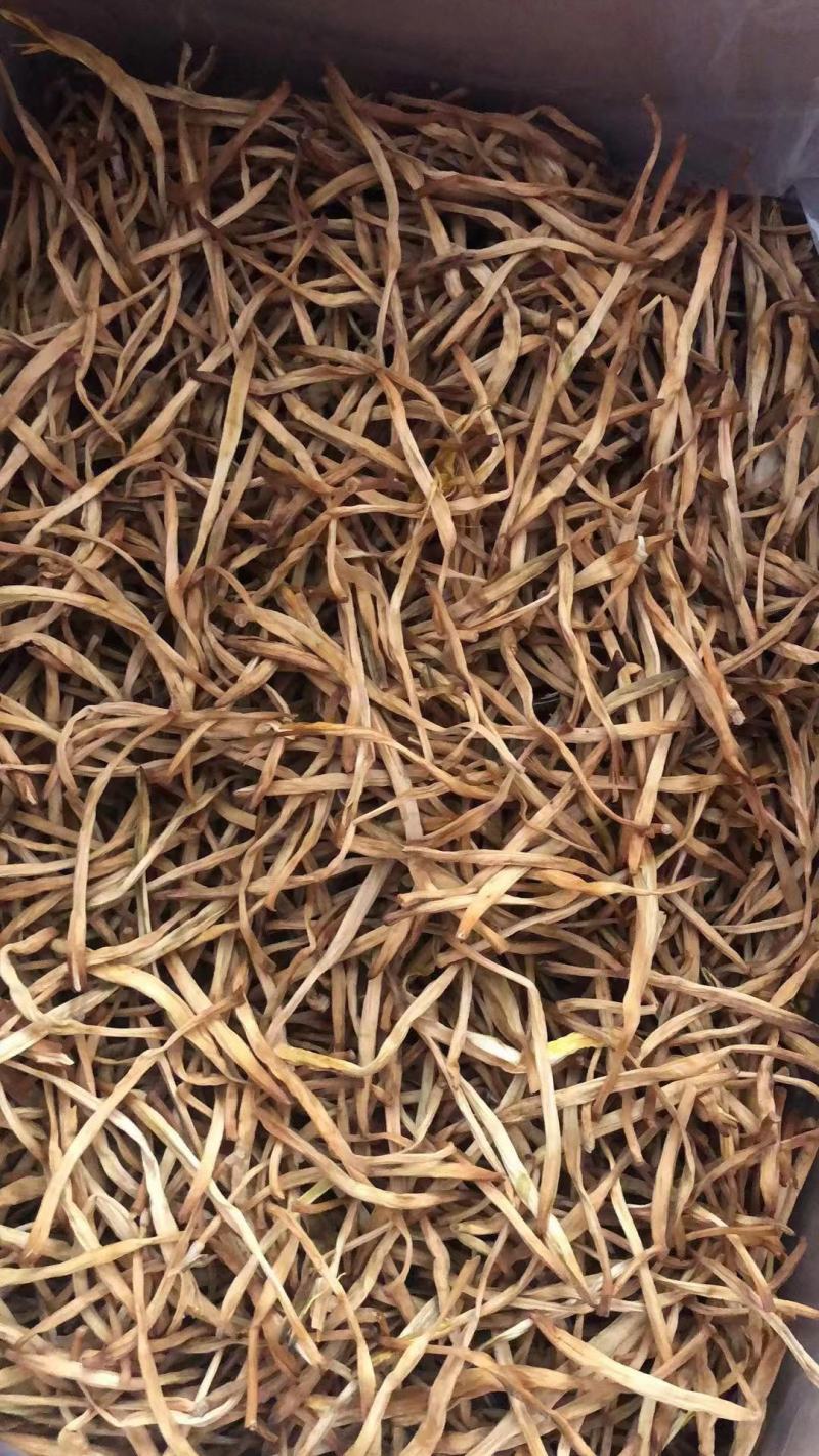 直条黄花菜针织菇产地直接发货