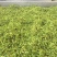 【热】干花菜口感好质量保证全国发货欢迎老板联系