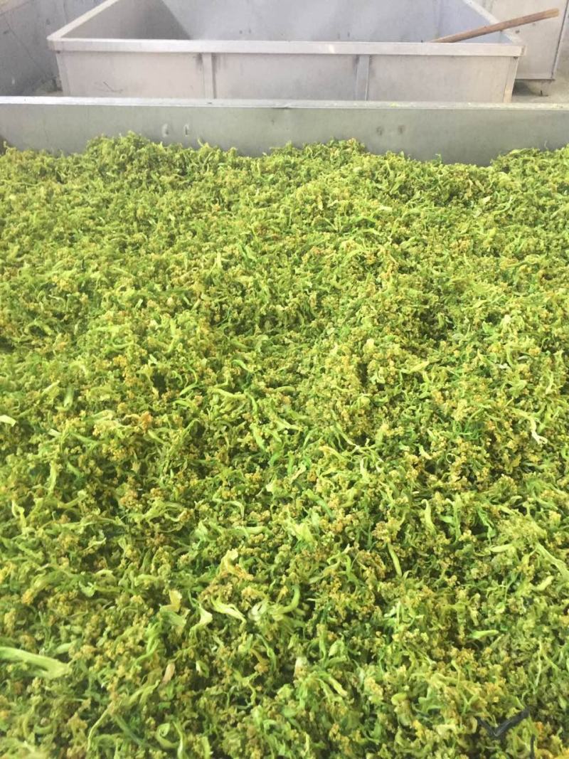 【热】干花菜口感好质量保证全国发货欢迎老板联系