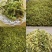 【热】干花菜口感好质量保证全国发货欢迎老板联系
